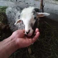بره