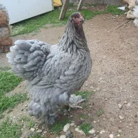تعدادی تخم برهما بلو و بلک