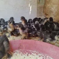 فروش 70 عدد جوجه مرندی خالص