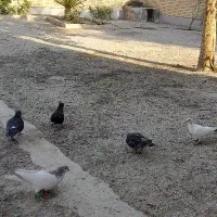 کبوتر
