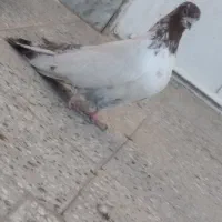 کله دمسبز و سرته سیاه