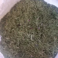 فروش بن سرخ، تازه و با کیفیت، مخصوص دفع سنگ کلیه