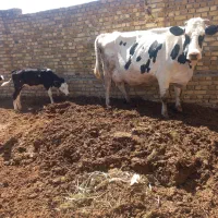 گاو شیری جوان با گوساله
