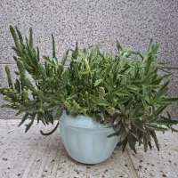 گلدان طبیعی