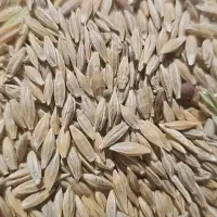 جومحلی تمیز
