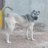 سگ سرابی
