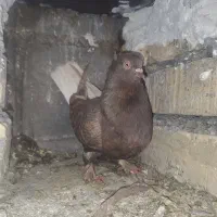 کفتر کبوتر معاوضه