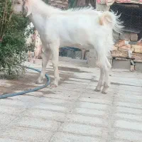 گوسفند نرماه