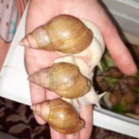 پاکسازی پوست حلزون