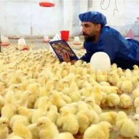 عاملیت مرکزی جوجه نژادراس گوشتی
