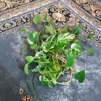 گیاه آکواریومی پتوس