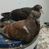 معاوظه با کفتر