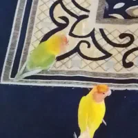 طوطی برزیلی جفت اهلی