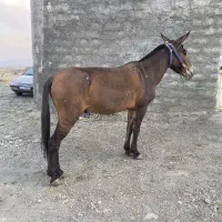 قاطر نر