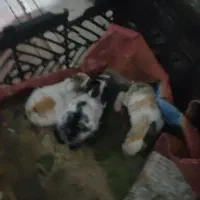 بچه خرگوش دانه 350