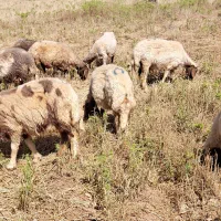 گوسفند داشتی با بره