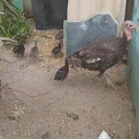 جوجه بوقلمون ۱ هفته ای