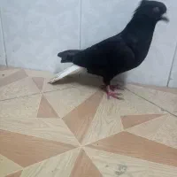 کبوتر دم سفید