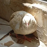 بلدرچین