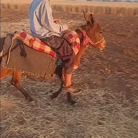 قاطر