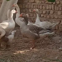 دوعدد غاز