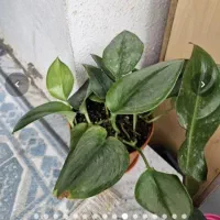 قلمه انواع گل