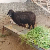 یک عدد گوسفند مطفل بره نر زیرش درجه یک طرح عوسی