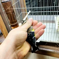 سهره نر|پرنده|بندر انزلی, نوغان|دیوار