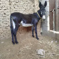الاغ نر باری جوان