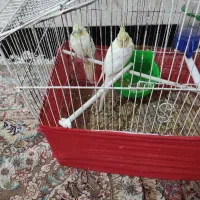 عروس هلندی