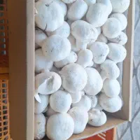 پخش قارچ بصورت عمده و جزئی