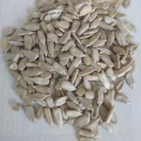 مغز تخمه چینی درشت درجه۱