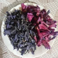 گل گاوزبان خانگی