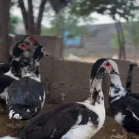 اردک اسراییلی ماده تخم گذار