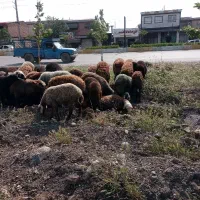 نر بره کم دنبه