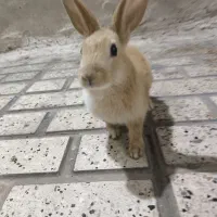 خرگوش
