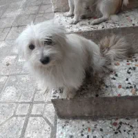 ۲ عدد سگ پا کوتاه دونه ای ۲ملیون