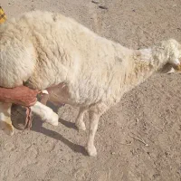یک عدد قچ و یک عدد تکه
