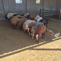بره و گوسفند قربانی