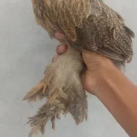 جوجه برهما و گلین