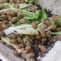 حلزون الوبینو