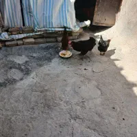 خروس جوان