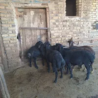 بره قوچ (گوسفند)