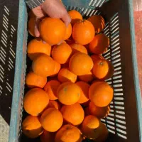 پرتقال خونی عالی