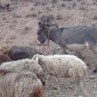 الاغ گوسفندی جوان