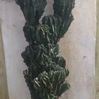 گل صخره ایی یک نیم متر یک میلیون پانصد