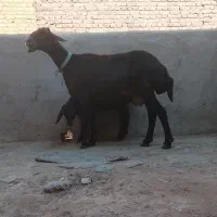 میش و بره