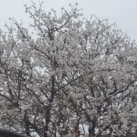 اجاره سوئیت مبله و نوساز برای مسافران گرامی|اجارهٔ کوتاهمدت آپارتمان و سوئیت|ساوه, |دیوار