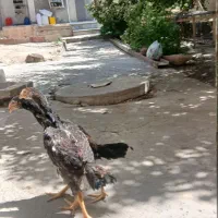 ۵ عدد جوجه اوشامو و افغان نژاد دار