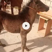 دو کوره مادیون دو ماه و کوره اسب دو سال